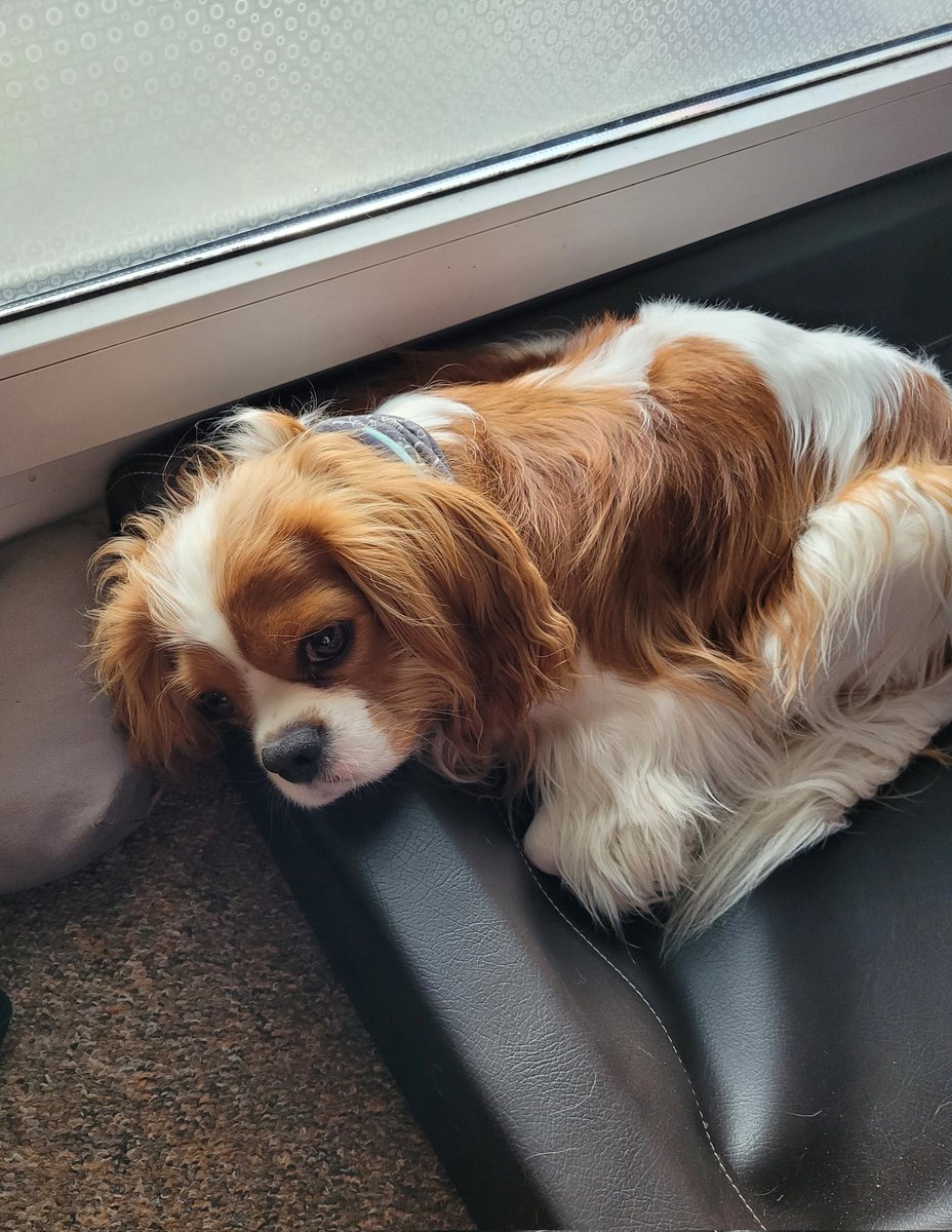 Off mom goes...to a little #cavpack trip without me.