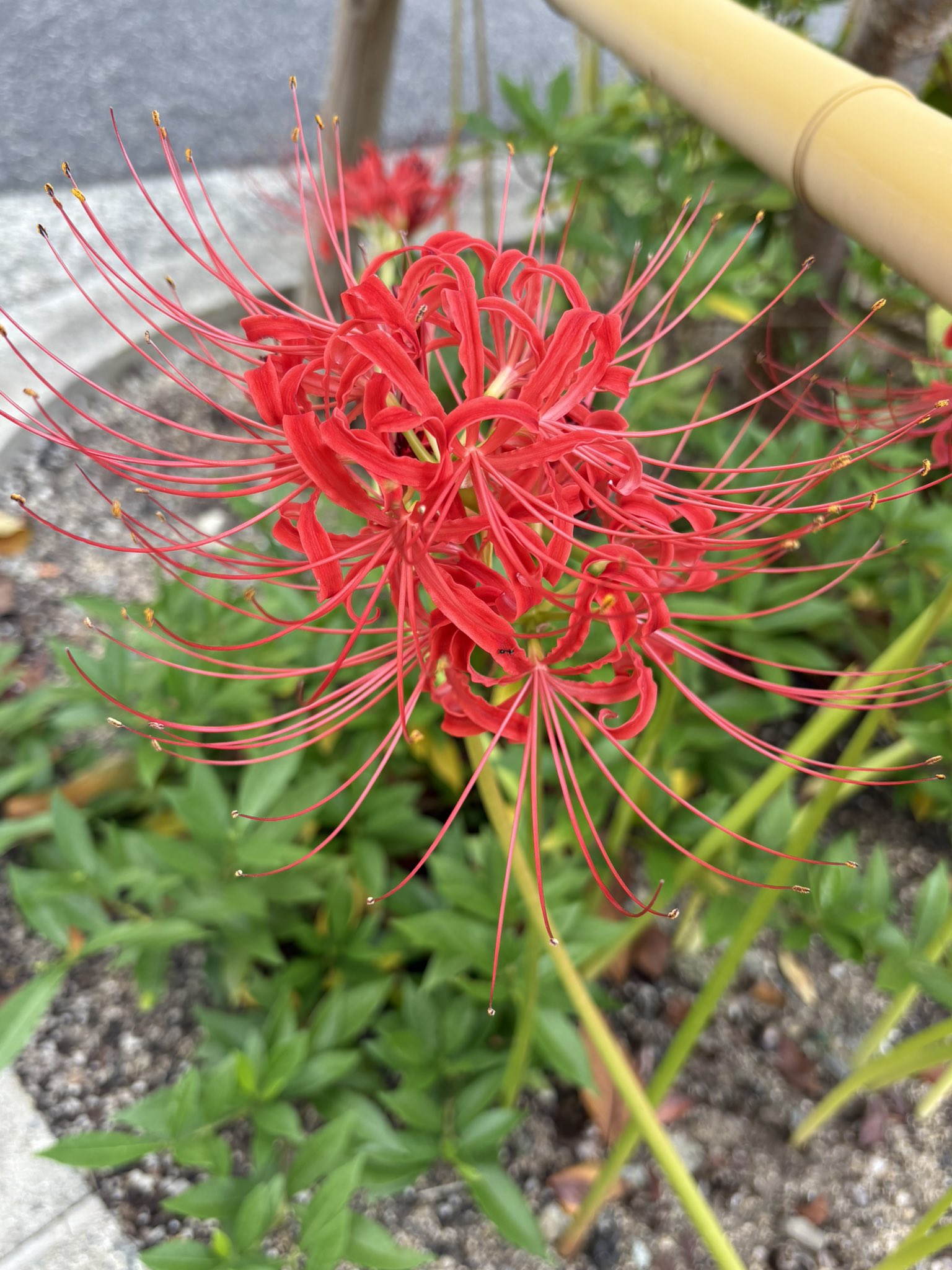 確認(  ᷇࿀ ᷆ و)و画像8枚 okttc-netparts_22070461ss