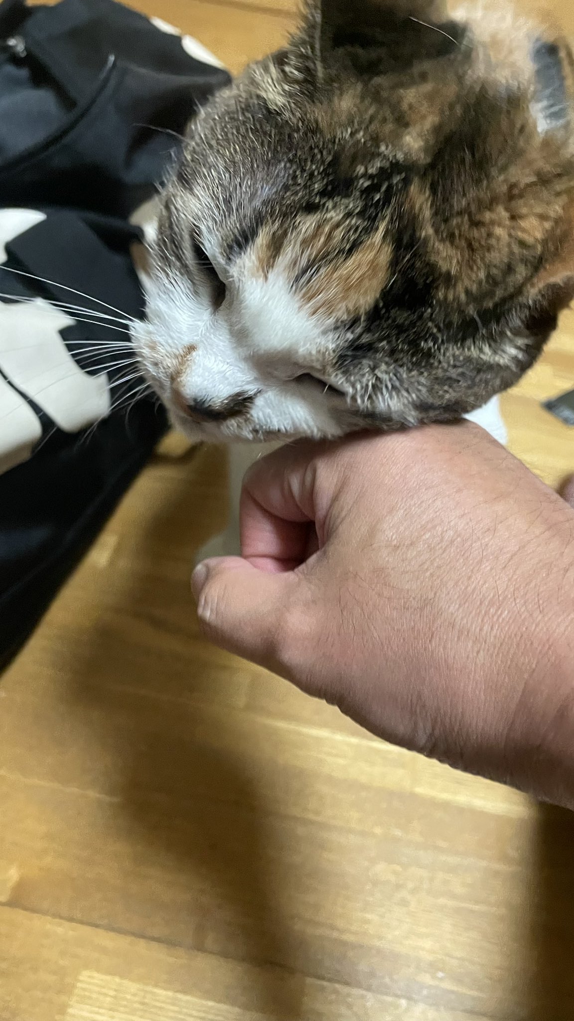 yuka様　①ワインレッド　緑　おてて横　ねこ耳に変更 hq720.jpg?sqp=-