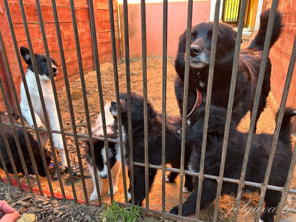 Sabiedriskais centrs Labo darbu nedēļā aicina ziedot dzīvnieku patversmei. Plašāk: ej.uz/1v2j
#Jelgava