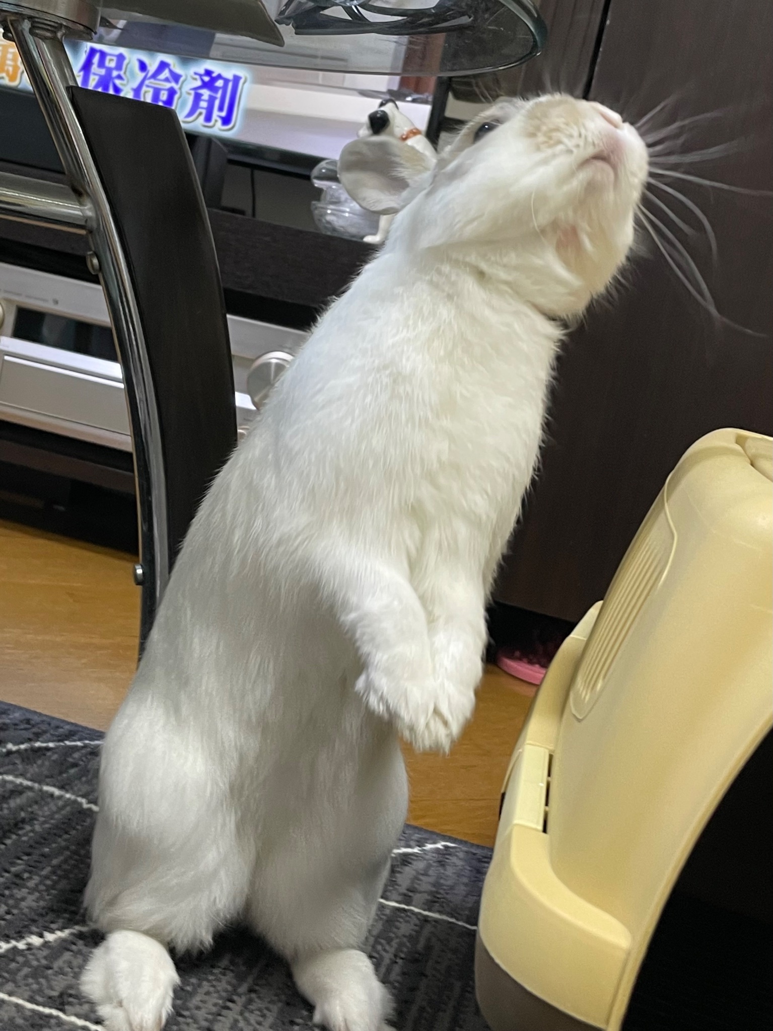 k-zerooooo_s/kyo_ta on X: 