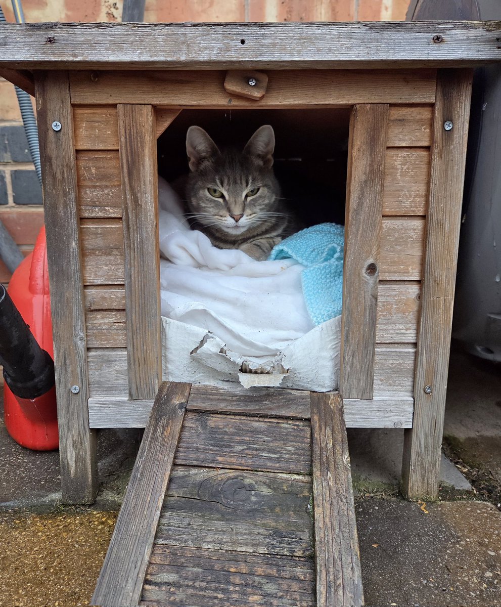 JessFudge20's tweet photo. This is as far as I'm going in #StormAmy ๐ซ๐ฌ๐ง๐ today!!! #Peanut #weathercat #CatsOfTwitter https://t.co/tn5GVtoh16