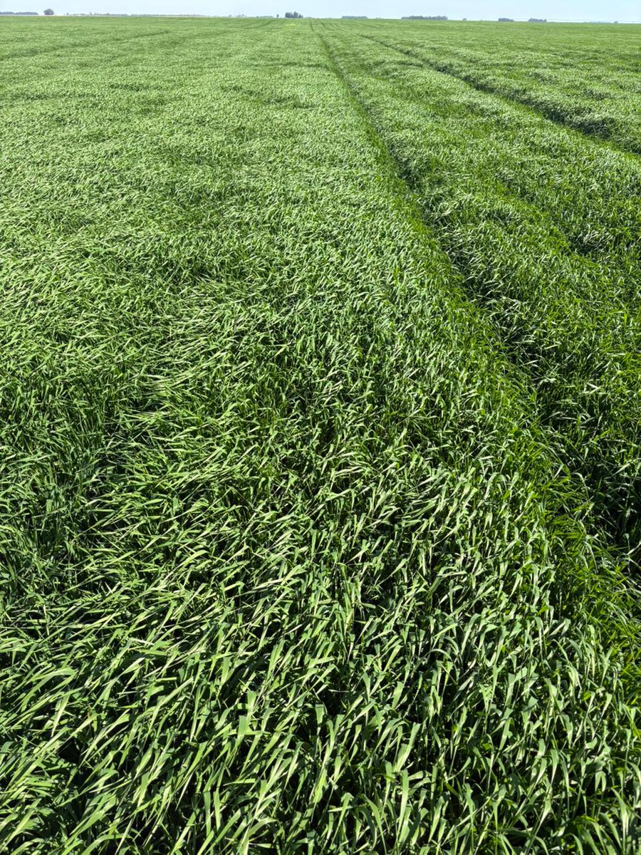 Aleferretti tweet media