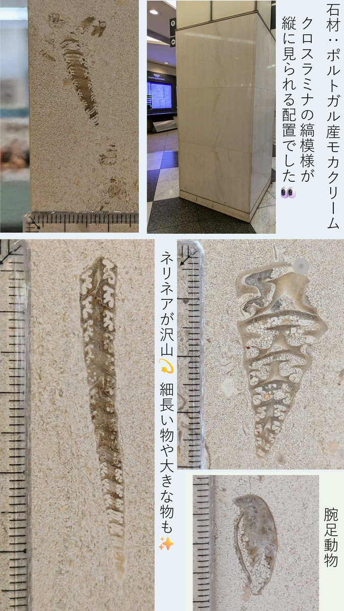 y3puente's tweet image. #金曜日だから化石貼る #FossilFriday #街の中で見つかるすごい石
街化石:みなとみらい駅のある「クイーンズスクエア横浜」のモカクリーム石材の壁にはネリネア等の化石が沢山!
ff様間で話題の⁈アンモナイト縦断面か?な物も発見👀ブログも宜しければ覗いてみて下さい🙇
👇
puente3.com/q-sq/