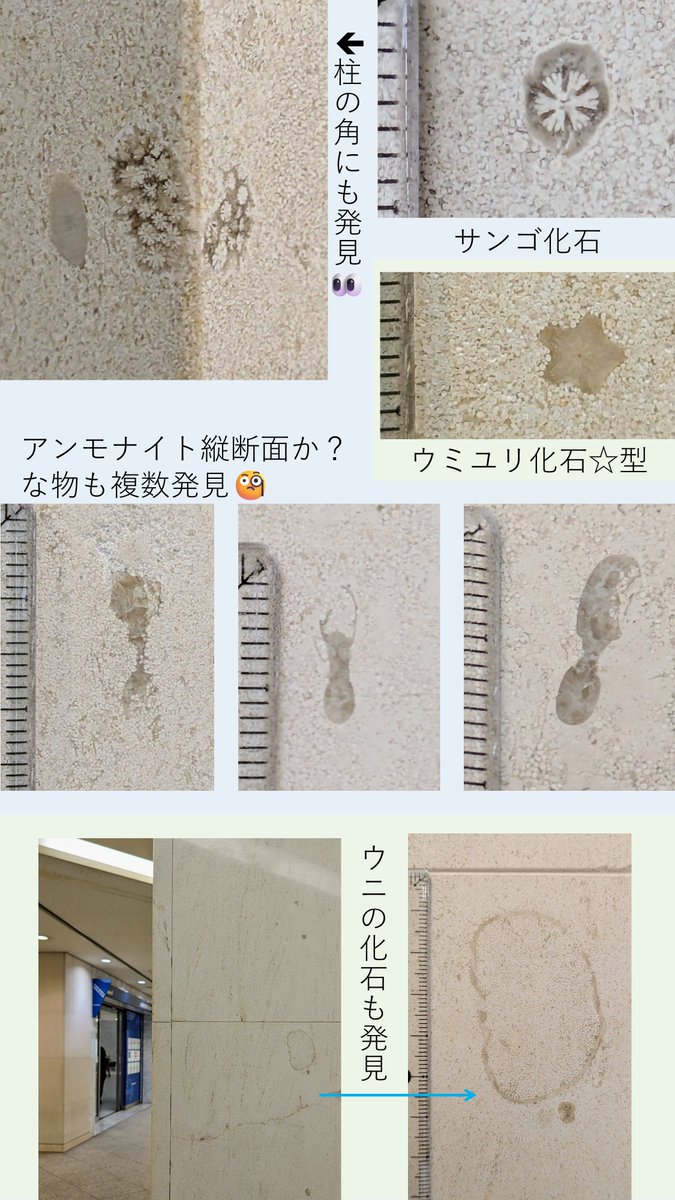 y3puente's tweet image. #金曜日だから化石貼る #FossilFriday #街の中で見つかるすごい石
街化石:みなとみらい駅のある「クイーンズスクエア横浜」のモカクリーム石材の壁にはネリネア等の化石が沢山!
ff様間で話題の⁈アンモナイト縦断面か?な物も発見👀ブログも宜しければ覗いてみて下さい🙇
👇
puente3.com/q-sq/