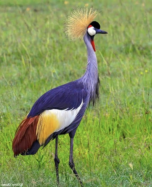 Ngaira Mandara tweet media