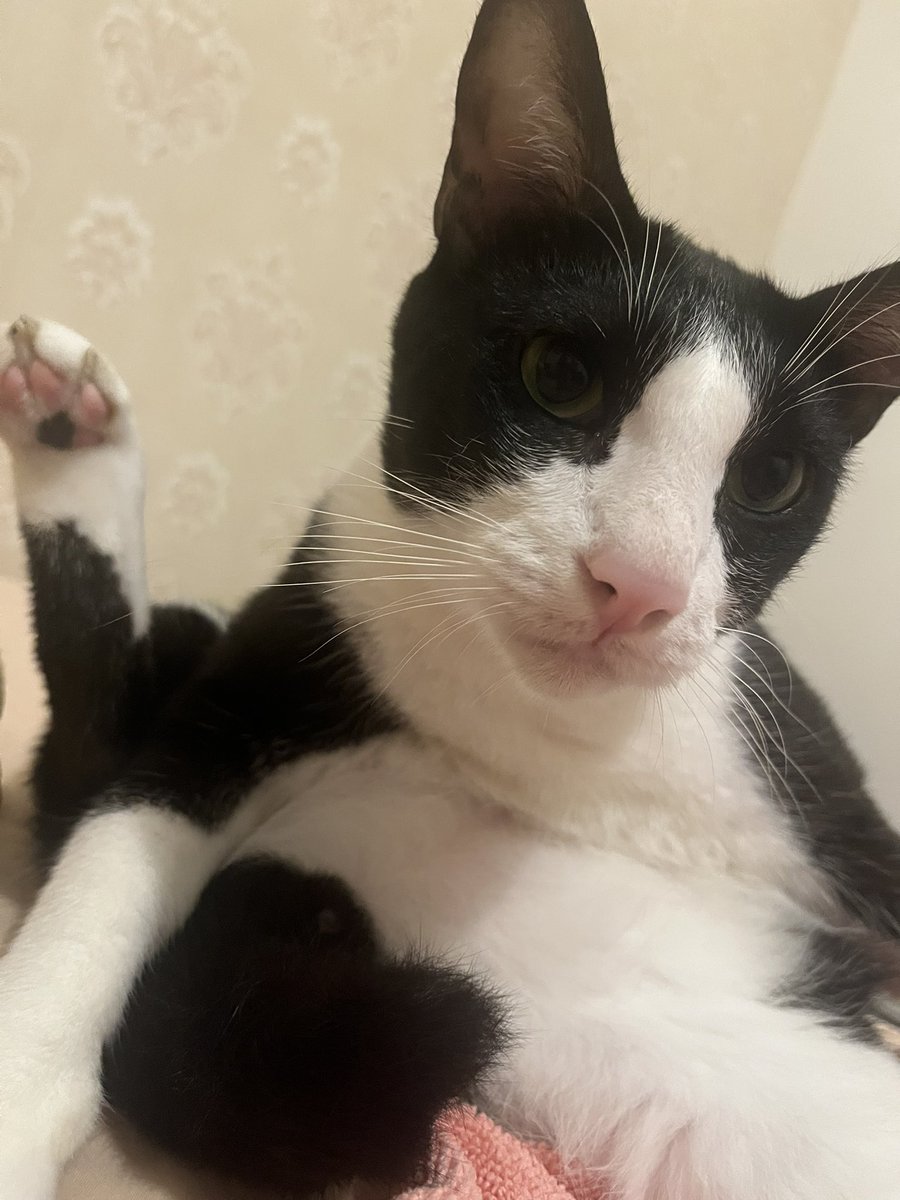 beasdfjkl's tweet photo. me laughing at a random video and my cat going dafuq: https://t.co/lpZycDlhHt