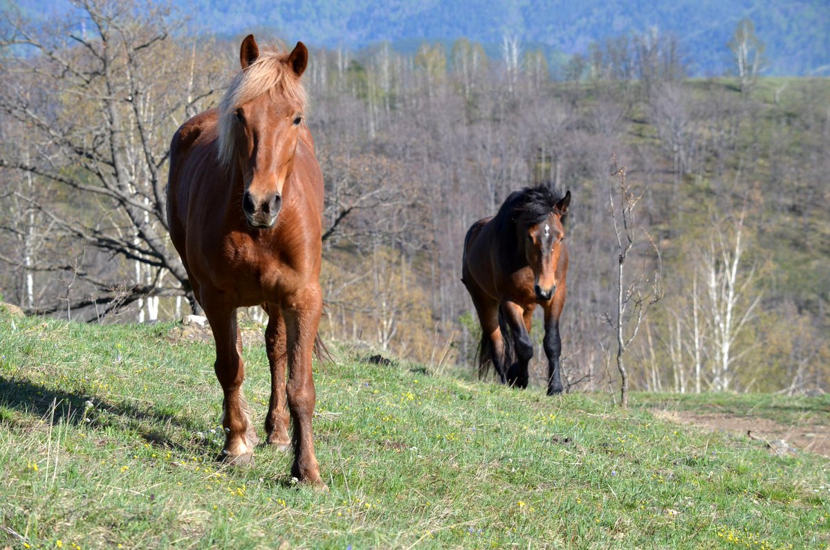 The wild soul of Mount Stolovi is carried by a herd of fifty free horses, galloping across vast pastures and bare plateaus, whose untamed spirit has become a symbol of Serbia’s pristine wilderness.

Experience a mountain where nature and freedom gallop together.

📷 B. Jovanović