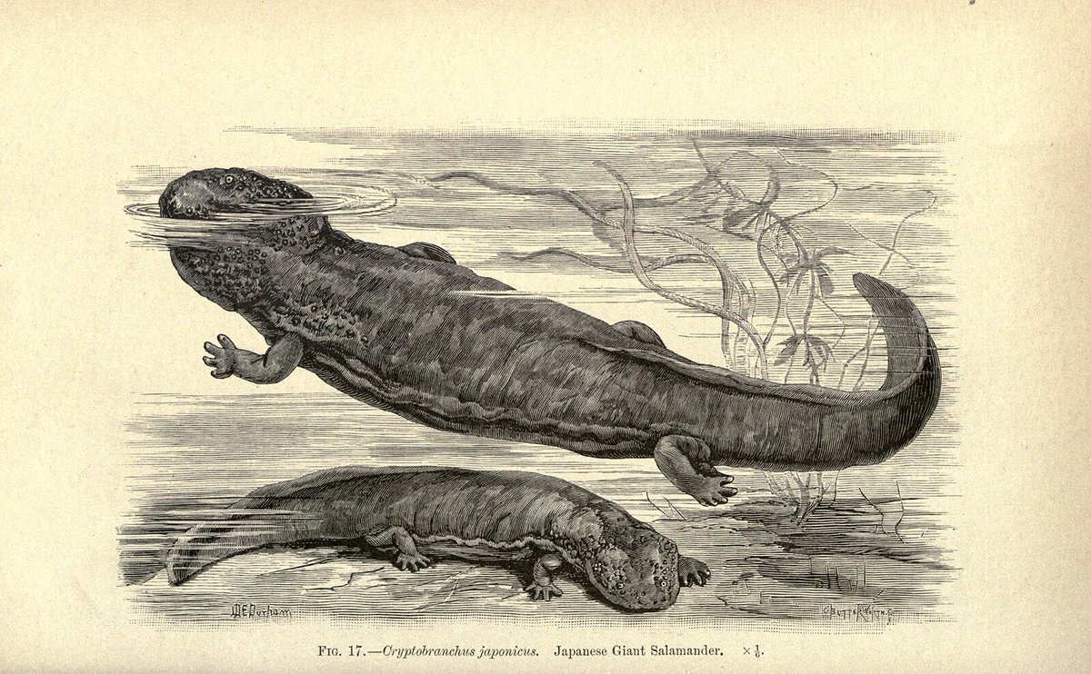 CrustCreatures's tweet image. Crust Crackers: Japanese Giant Salamander
In Japan’s ancient rivers, a prehistoric giant lurks in the shadows. Did you know Japanese Giant Salamanders can regenerate lost limbs like superheroes of the wild? Find out more in this edition of Crust Crackers!
[Thread 1/8 below]

📸:…
