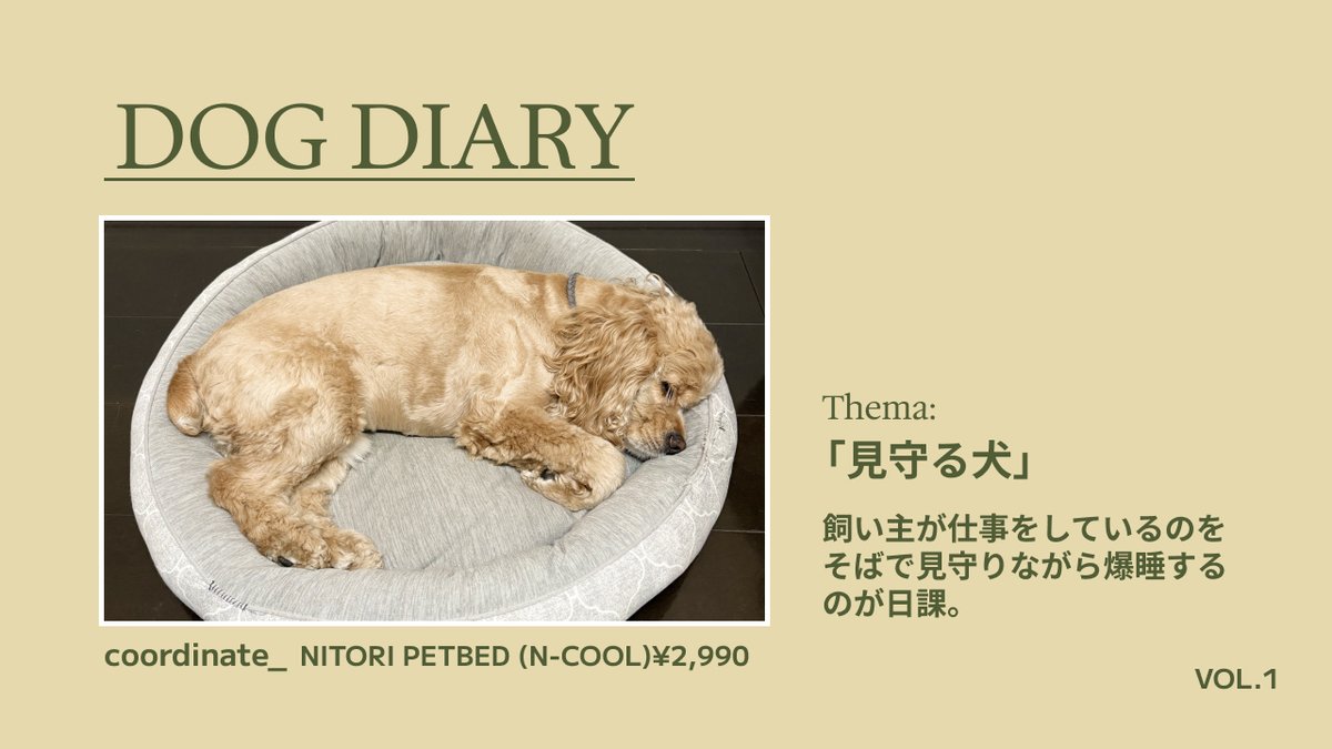 andy_webdesign's tweet image. 土曜恒例の我が家の犬あるある。家でPC作業をしていると必ず横に来て見守ってくれます。普通体型ですが、ぽっちゃり体型に見えるのはご愛嬌。