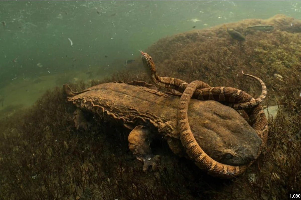 CrustCreatures's tweet image. Post 3/8: Diet/Food Tendencies
These nocturnal predators gobble up fish, frogs, insects, and crustaceans, using a powerful “suction” feeding technique to inhale prey. Check out the picture below to see the giant salamander attempting to eat a snake! Fun fact: They can go weeks…
