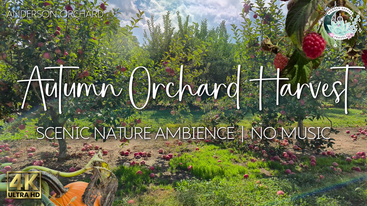 WanderSeekerYT's tweet image. 🌾I spent the day wandering through sunlit apple trees, picking raspberries, and listening to the crickets and the breeze rustling the leaves🍎Experience Anderson Orchard in my new video, live now 
youtu.be/UrDLOU1PVfg?si…

#fallvibe #ApplePicking #RaspberryPicking #IndianaOrchard