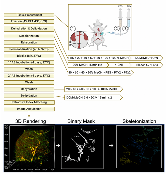 asnpublications's tweet photo. The lymphatic system has historically been understudied due to the difficulty of distinguishing it from the blood vasculature. This #ASNKidney360 paper's authors optimized an antibody-based method for imaging hard-to-visualize adult murine kidney lymphatics. Read more: https://t.co/llmDQbxNC1