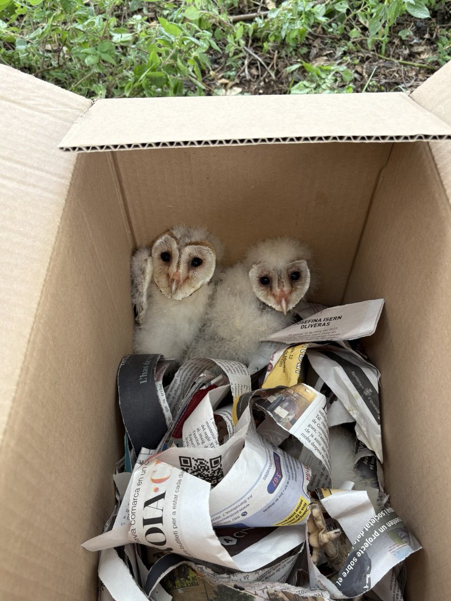 🦉 Torna l’òliba a Montjuïc!

🌿 Després de dècades sense veure-la, aquest rapinyaire nocturn torna a sobrevolar el Castell de Montjuïc gràcies a un projecte conjunt entre <a href="/transicioeco/">Transició Ecològica</a>, <a href="/barcelona_cat/">Barcelona</a> i entitats ambientals.

👉 L’òliba és clau per a la biodiversitat: ajuda a