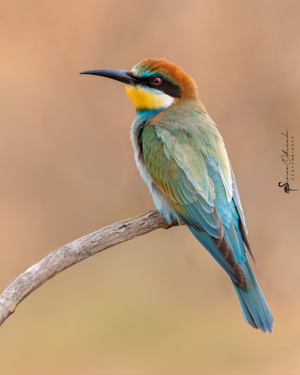 Kenyanbirder (@kenyabirder) on Twitter photo Eurasian Bee-eater in Murang'a after having flown all the way from Europe Eurasian Bee-eater in Murang'a after having flown all the way from Europe