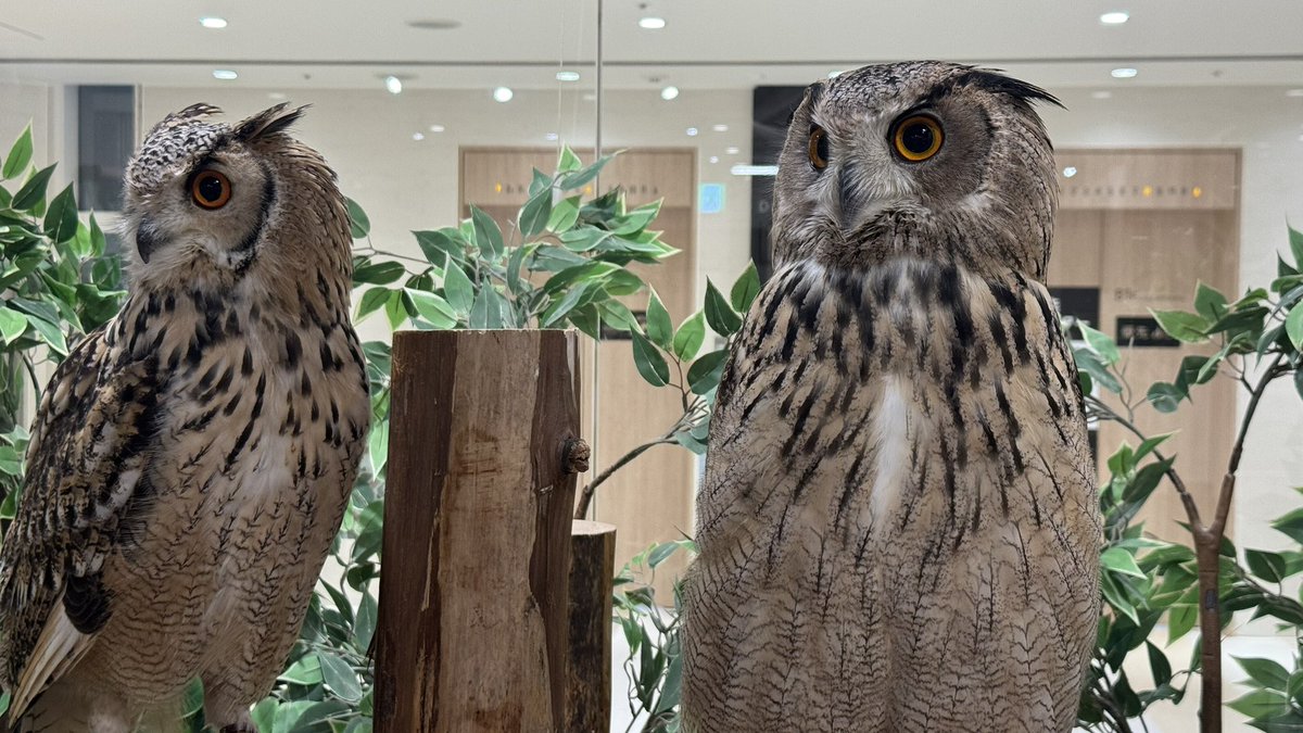 今日は職場の先輩たち（ｵﾀｸ）とお出かけしました☺️
🦉かっこよかった〜！