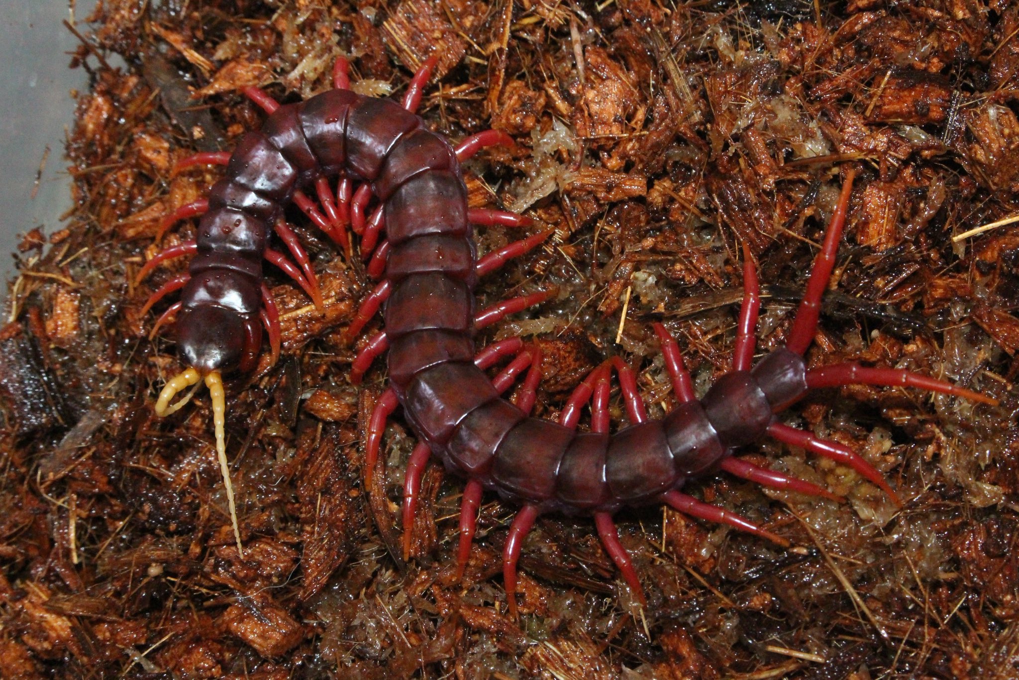 お*い様 爬虫類用品② SS商店 (@SS50198485) / X