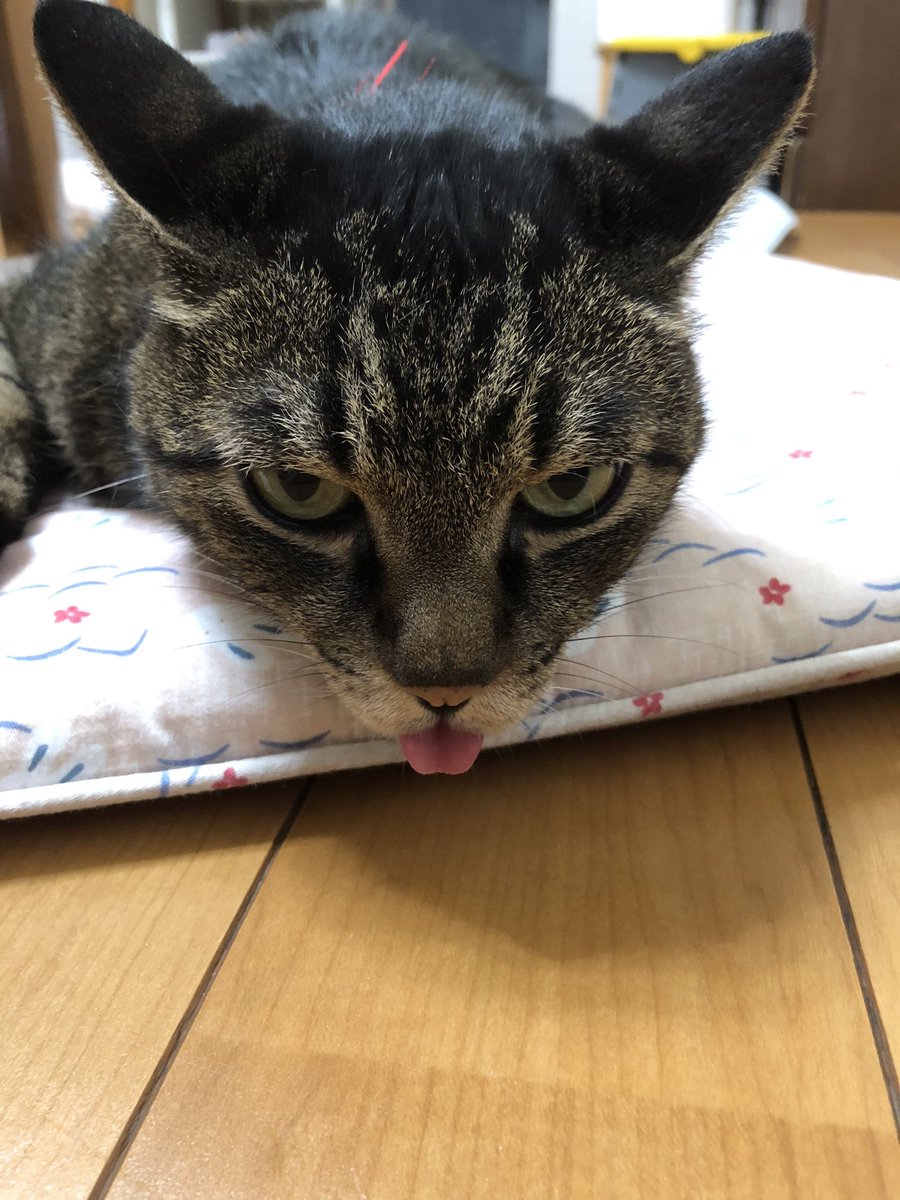 sunbird3310823's tweet photo. めっちゃ舌が出てる！しまい忘れ（笑）
#猫
#癒し
#面白い
#かわいい https://t.co/QL1o0lBlKb