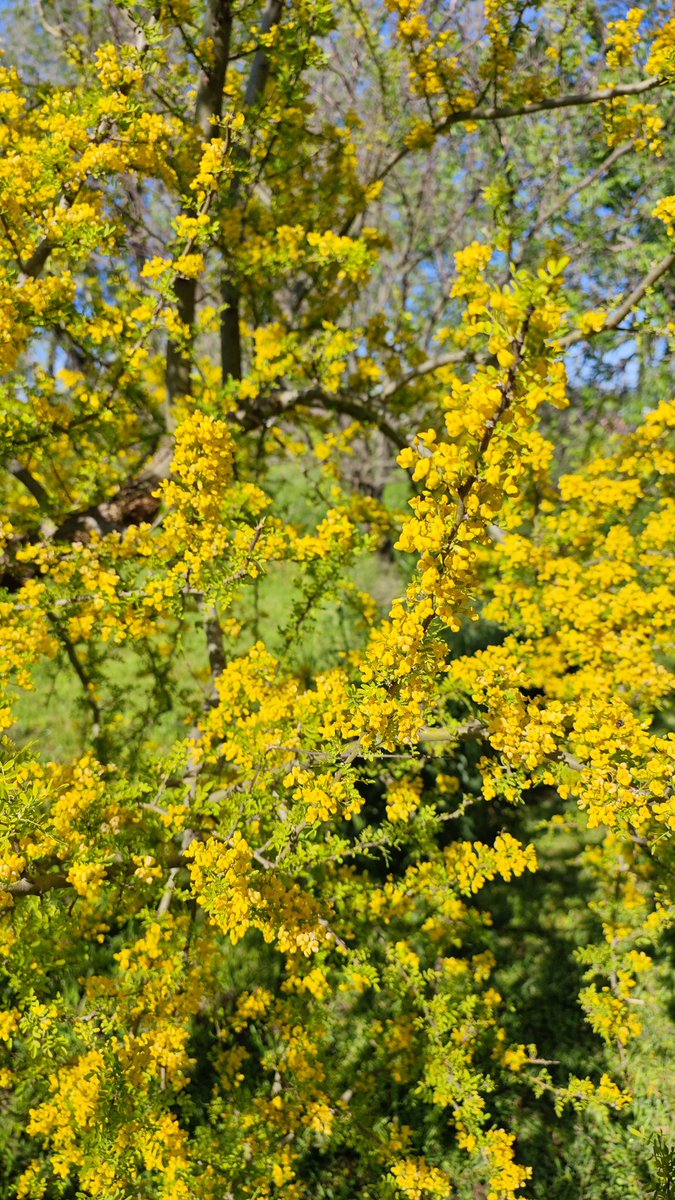 Chañar explotado de flores. Lo planté hace no se, 5 años. Un mar de abejas.
Espero que quede alguno mañana en la recorrida por el parque Urquiza.
Recuerden, 9:30, nos encontramos en la fuente frente al planetario.