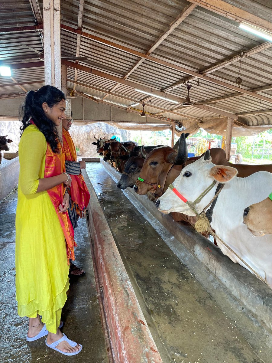 dasari999977's tweet photo. @Pvsindhu1 At Gosala ❣️ https://t.co/p0ZxDjDRMR