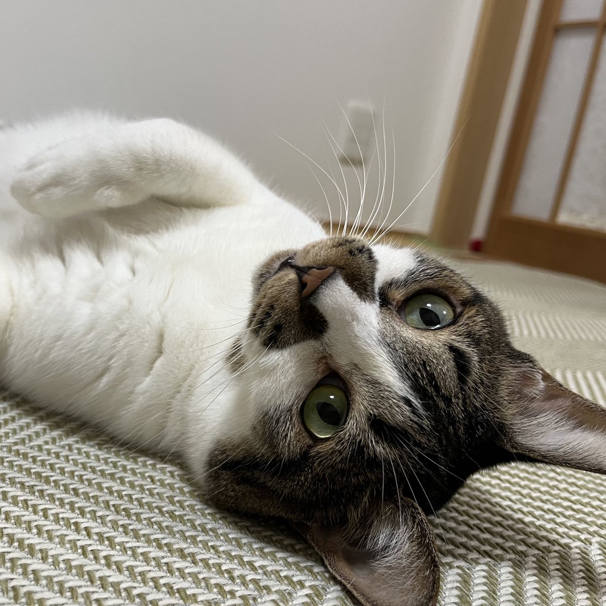 ぽん！
#ねこ #猫の顔に猫