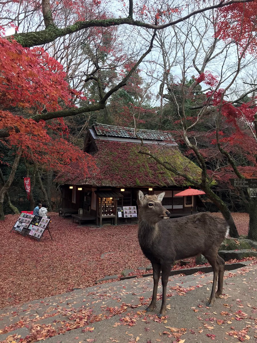 Elly Lakes・日本のエリー tweet media
