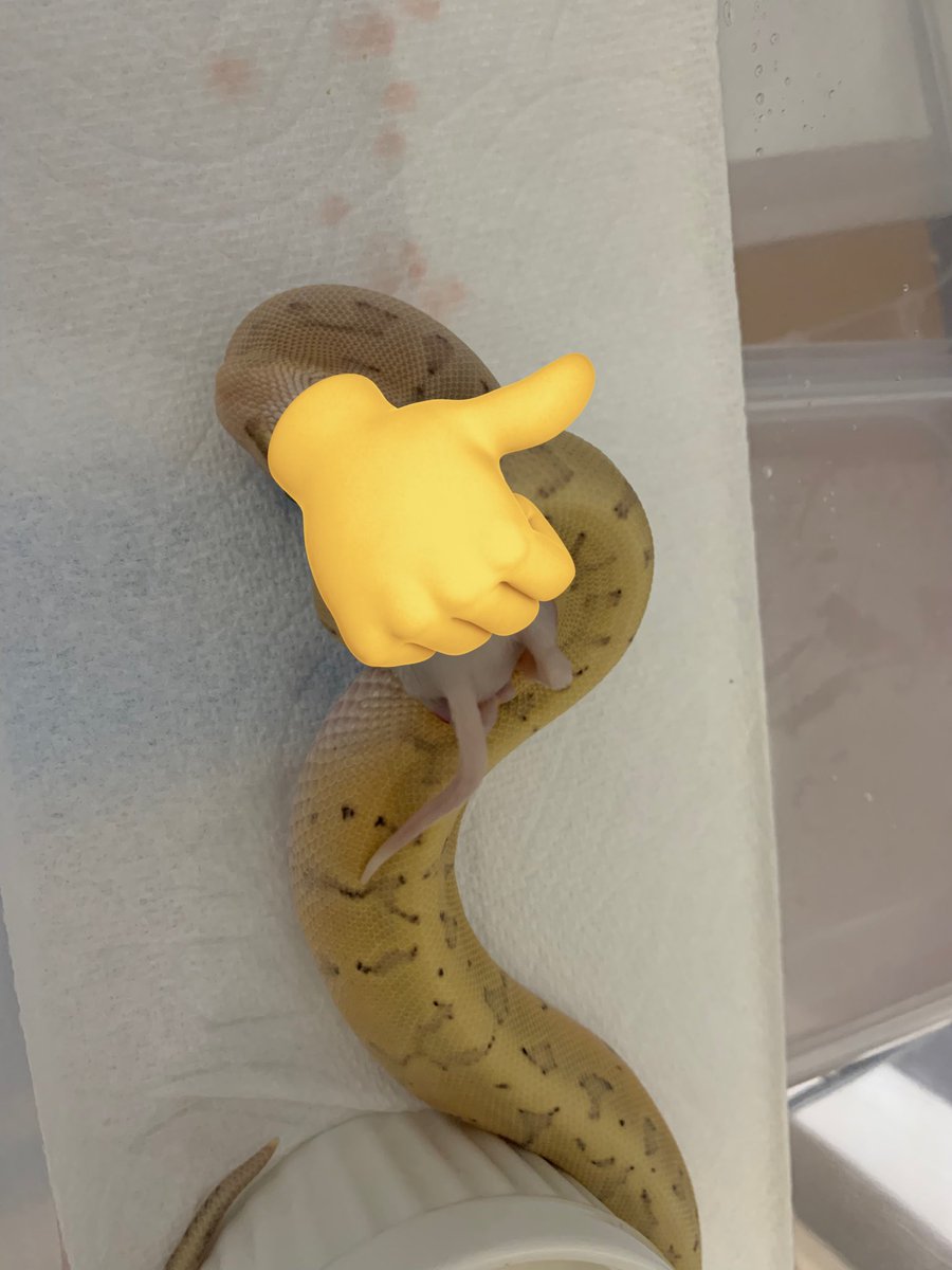 最後の1匹も自発で飛んでくれました〜
そうこうしているうちに次のクラッチが…