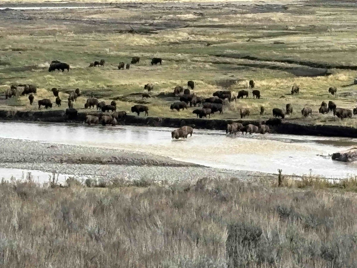 Wolves were reintroduced to Yellowstone National Park in 1995. This has had massive ecological benefits.

What I didn't know until I visited Yellowstone recently was that the entire park, bigger than the state of Delaware, only has 124 wolves.