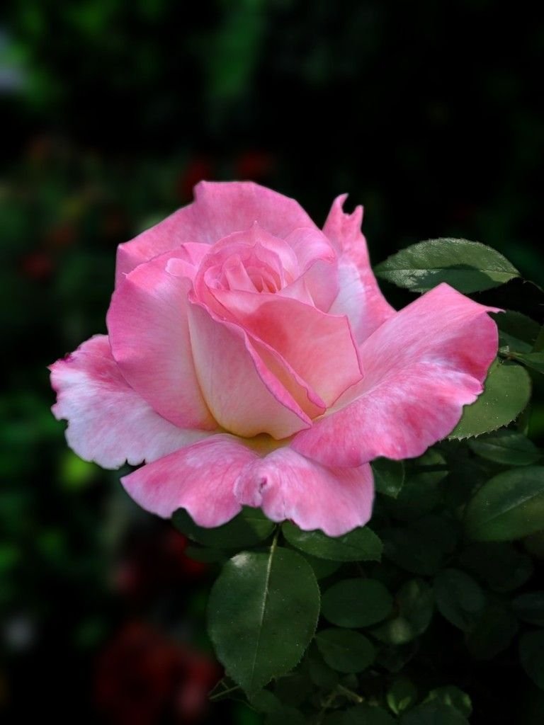 Absolutely gorgeous!!!
#Photography #Flowers #Rose #rose