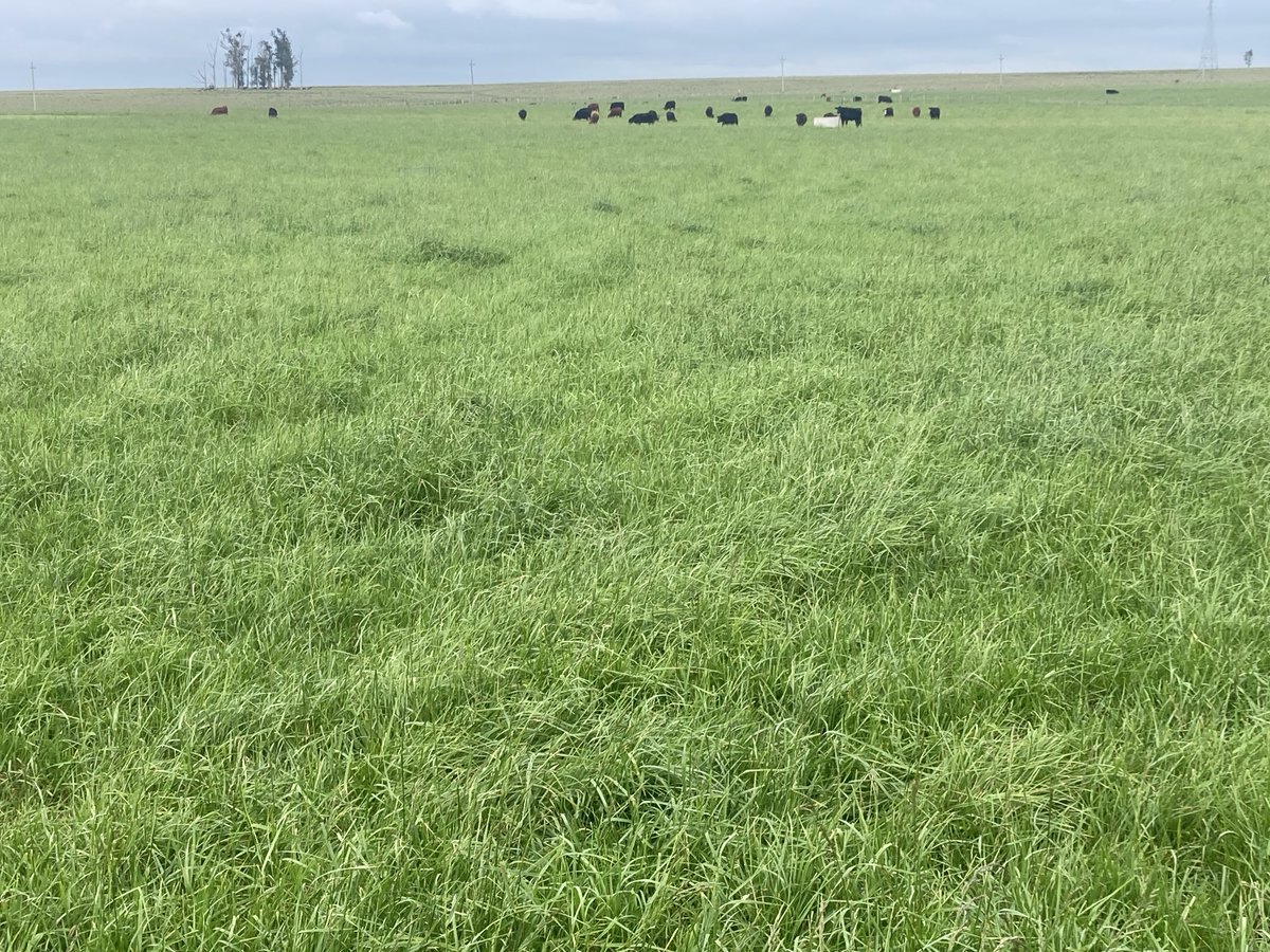 Primavera a pleno, cultivos de colza y lupino, pasturas en base Festuca y ganado exuberantes y en buen estado, esperando el agua 💦 pronosticada para el fin de semana. Experimento de rotaciones ganadero-agrícolas en la Unidad experimental de Palo a Pique. ⁦<a href="/INIA_UY/">INIA URUGUAY</a>⁩  TyT.