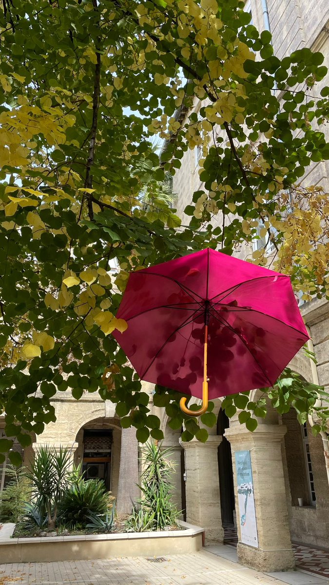 🎀 Le tilleul de la cour Soulages du rectorat se pare des parapluies roses de l’<a href="/ICM_Montpellier/">ICM</a> pour soutenir #OctobreRose. 
La prévention est essentielle. Parlez-en, informez vous 🔗 icm.unicancer.fr/fr