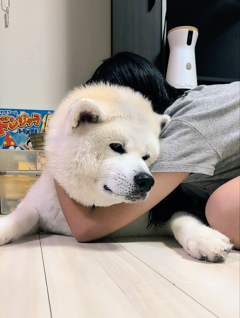 秋田犬こゆきと愉快な仲間達 (@kodomo4dog5) / Posts / X