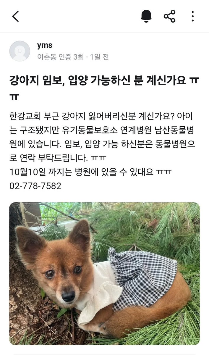 서울 용산구 이촌동에서 옷 입고 발견된 강아지