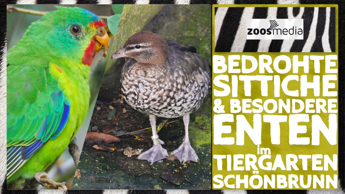 zoosmedia's tweet image. Zoo Vienna: Swift Parrots &amp;amp; Maned Geese in SCHOENBRUNN

▷ youtube.com/watch?v=YYWDV2…

Zookeeper Kathrin Stoiser introduces the mixed-species habitat and its inhabitants.

#zoovienna #swiftparrots #manedgeese #zoos #parrots #ducks #geese #conservation #schoenbrunn #zoosmatter 🦓