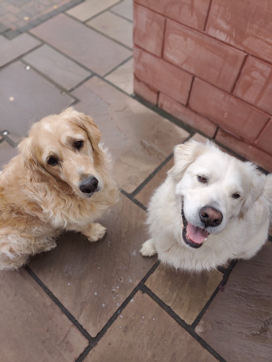 Just the 2 of us ❤️🐾🐾

Our guest has left the building... And Mum is breathing a sigh of relief 🤣🤣 #goldenretriever 
#snelovespets