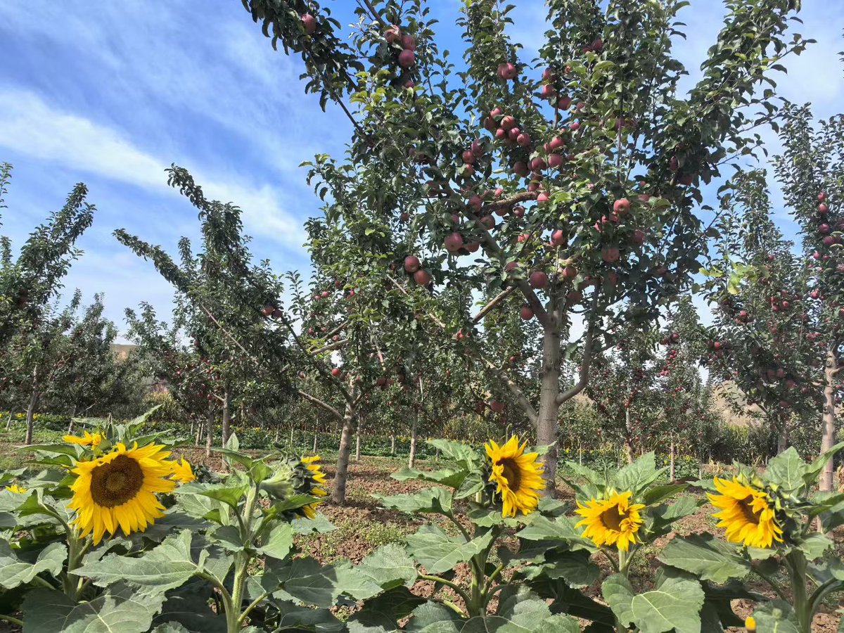 国庆长假=陪娃摘果子🍇🍎，
笑点比 bug 还多。
三天没写代码，手都快不认键盘了。

2号和铁锤哥聊了1小时，感觉自己确实是时候想法太多

结果假期过半，产出=0。😂

执行力大难题：
想法无数 → commit 0