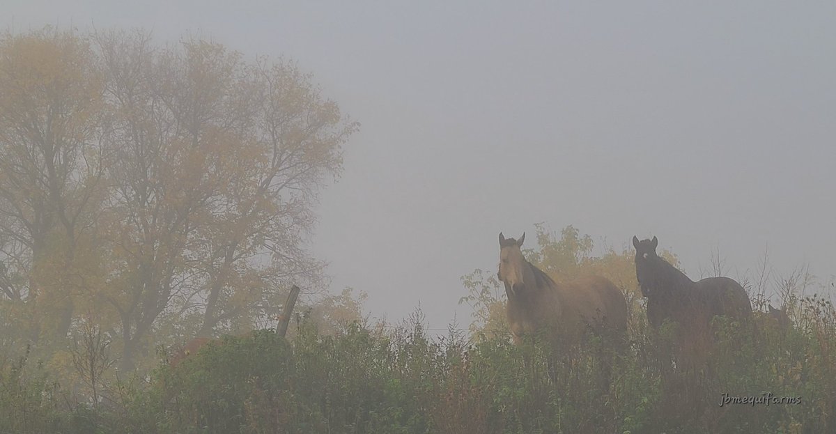 Fall has certainly been full of beautiful weather so far. 😌 

#manitoba #mbwx #Prairies #Canada #horses #foggymorning #fog
