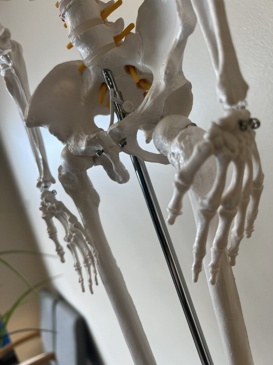 Looking at the skeleton at physical therapy, turns out it’s damn near my skeleton
