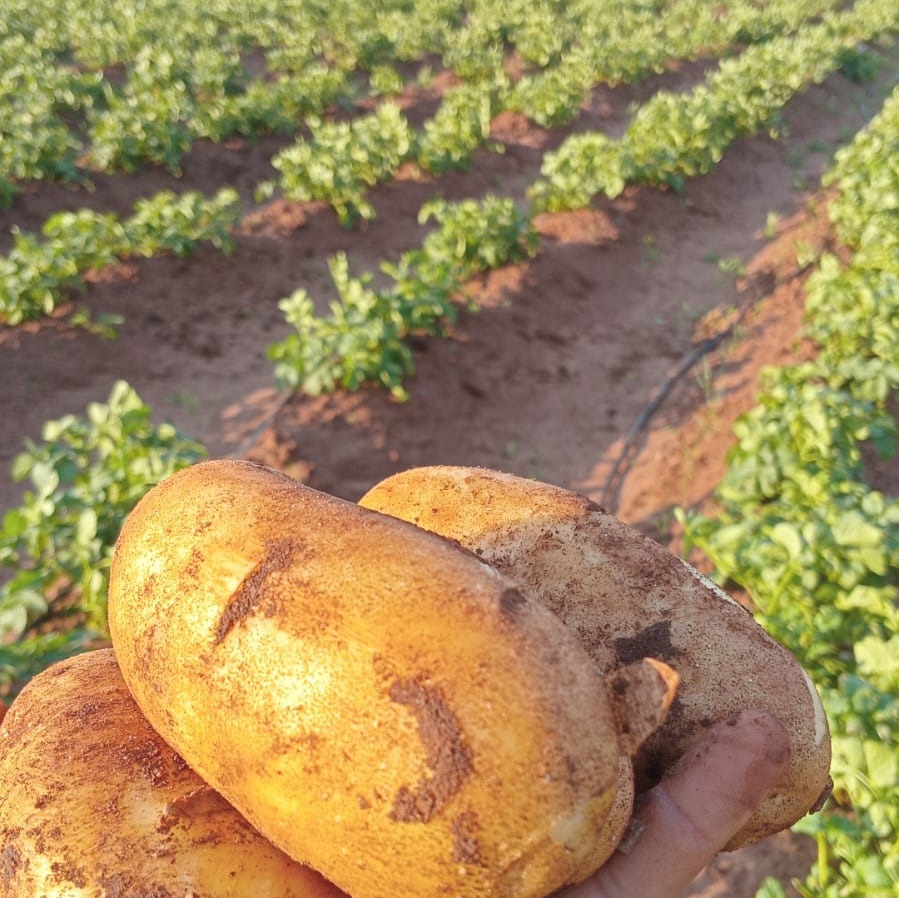 magparaguay's tweet photo. 🥔✨ El Plan de Producción de Papa da resultados: 2.600 kg cosechados con apoyo técnico

En la colonia Aguara Vevé, distrito de Capitán Bado (Amambay), el Plan de Producción de Papa del MAG sigue demostrando sus resultados. 

🔗 Conocé más aquí: https://t.co/StLn8ekp4k https://t.co/nEWfu7I5xM