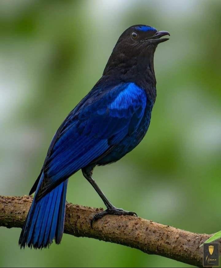 KiptenaiTom's tweet image. The most amazing creatures in our ecosystem, usually ignored by the majority are birds!
They play significant roles in our #ecosystem 
#Pollination
#Seeddispersal
#PestControl
And more importantly an #indicator of the #Health of our environment.