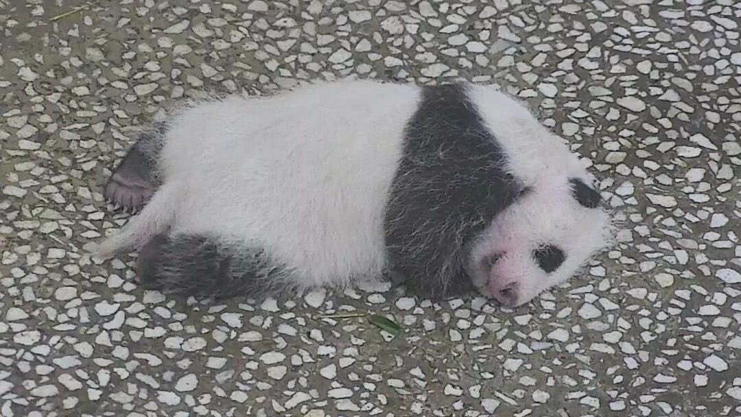 pandas_fr's tweet image. 🐼🐼 🍼 Le parc des animaux de Shanghai a publié de nouvelles photos de la femelle #panda #QianJin (#芊金) et de ses jumeaux nés le 22 août dernier.
Sur la première photo, la femelle est à gauche, le mâle à droite.
panda.fr
&
linktr.ee/pambassador
