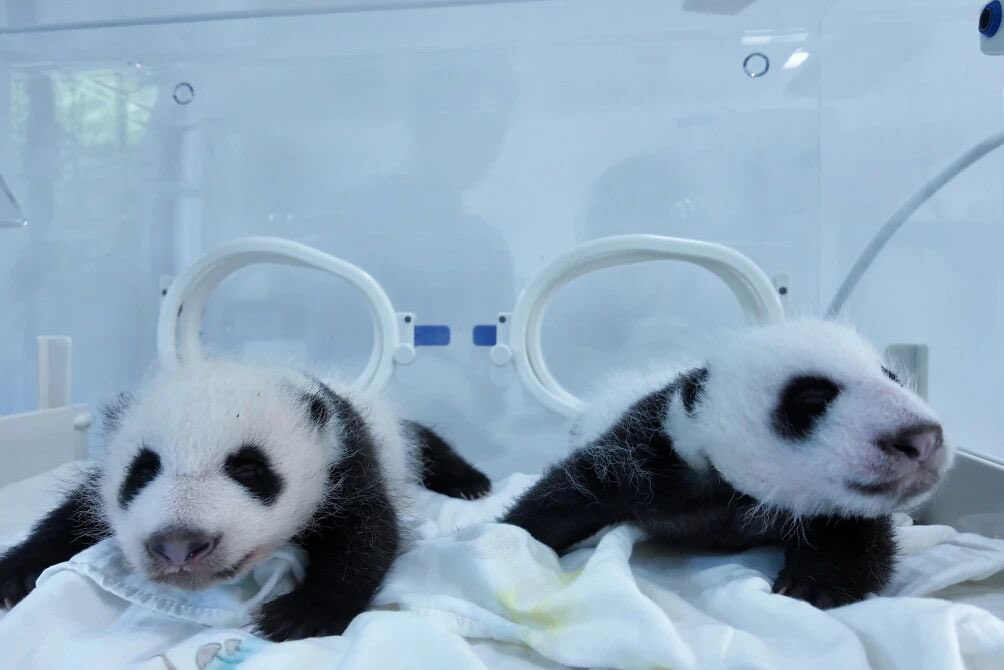 pandas_fr's tweet image. 🐼🐼 🍼 Le parc des animaux de Shanghai a publié de nouvelles photos de la femelle #panda #QianJin (#芊金) et de ses jumeaux nés le 22 août dernier.
Sur la première photo, la femelle est à gauche, le mâle à droite.
panda.fr
&
linktr.ee/pambassador