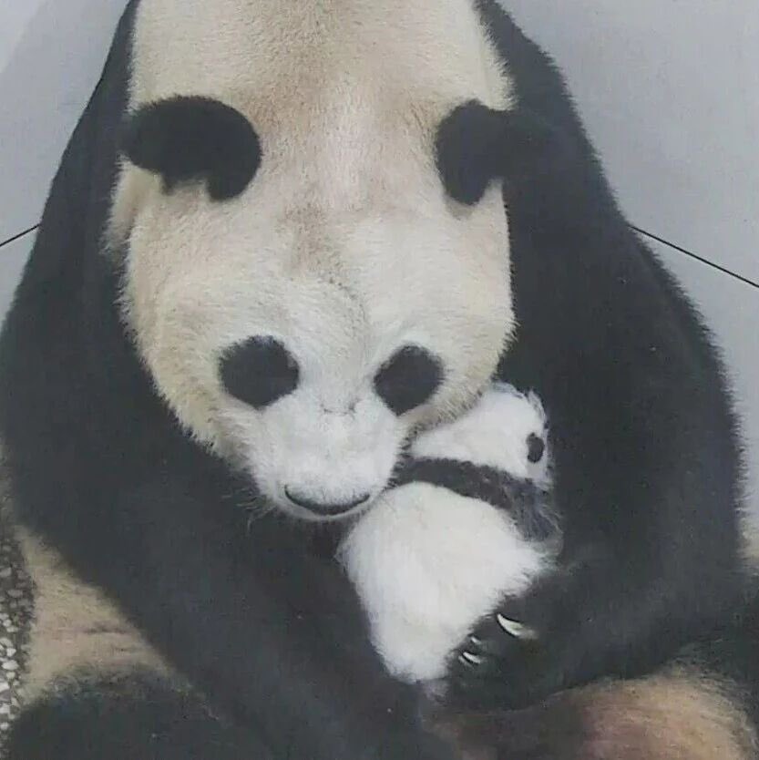 pandas_fr's tweet image. 🐼🐼 🍼 Le parc des animaux de Shanghai a publié de nouvelles photos de la femelle #panda #QianJin (#芊金) et de ses jumeaux nés le 22 août dernier.
Sur la première photo, la femelle est à gauche, le mâle à droite.
panda.fr
&
linktr.ee/pambassador