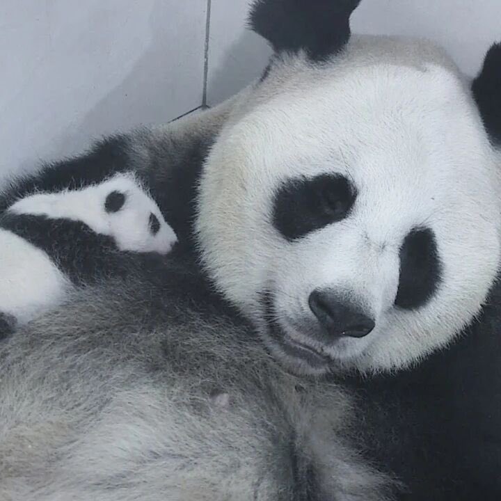pandas_fr's tweet image. 🐼🐼 🍼 Le parc des animaux de Shanghai a publié de nouvelles photos de la femelle #panda #QianJin (#芊金) et de ses jumeaux nés le 22 août dernier.
Sur la première photo, la femelle est à gauche, le mâle à droite.
panda.fr
&
linktr.ee/pambassador