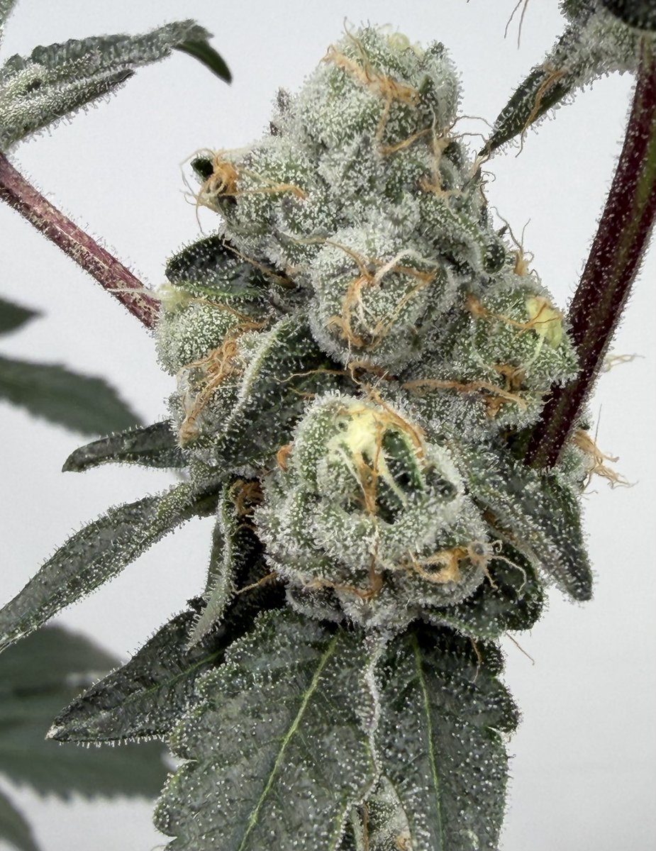 Strawbanger <a href="/JBeezySJG/">SeedJunky</a>