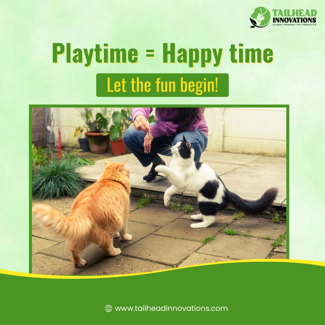 TailheadInnov's tweet photo. 🐾 Playtime = Happy time! 🎉
Because a playful cat is a healthy &amp; happy cat 😺💛

✨ Let the fun begin – how do you keep your kitty entertained?

#TailheadInnovations #HappyCats #CatPlaytime #CatParents https://t.co/lyjUMc2bwf