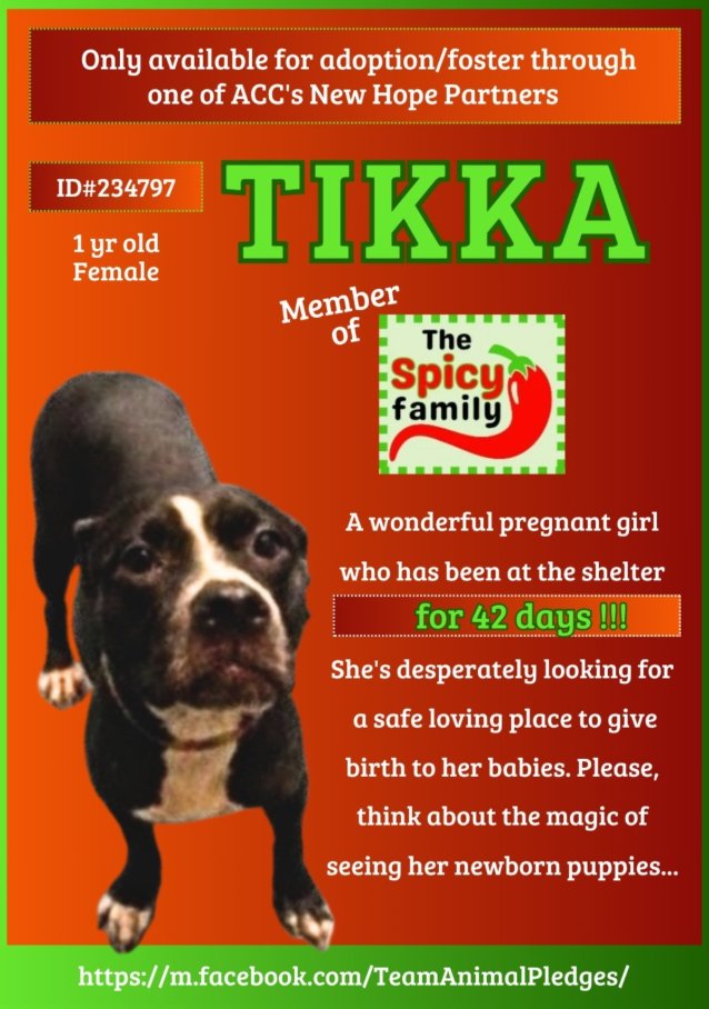 NMBewitched's tweet photo. #FridayMorning  
Today to my horror 
Tikka is still at #QACC #NYCACC 

Part of our beloved Spicy Family🌶️
She has never been on the app
Sits in a cage for a Reclaim that never happened 

Tikki is a #PuppyLove 
At 1yr she was bred for #BackyardBreeders 
We know she was pregnant, no idea if she still is 

We have this 1 photo, no notes 
#RescueOnly 

If you can #Foster or are a #WhelpingFoster 
And have room in your heart & home 
DM me 

Pls #Pledge4Rescue