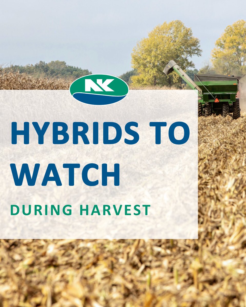 NK Seeds tweet media