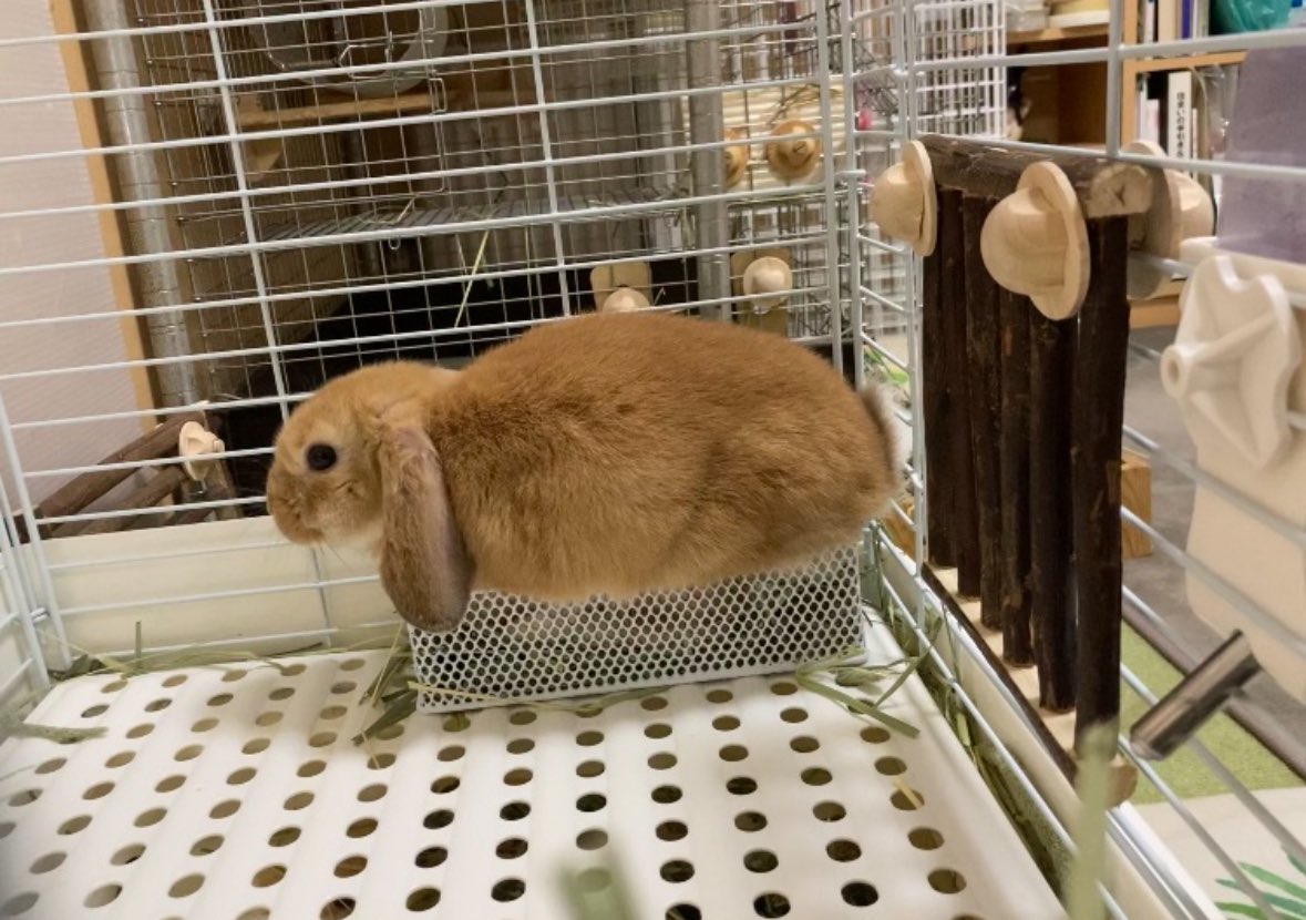 牧草入れを替えても替えても…乗ってしまってしまう…そんなウサギさんが好き❤️
#思ひ出