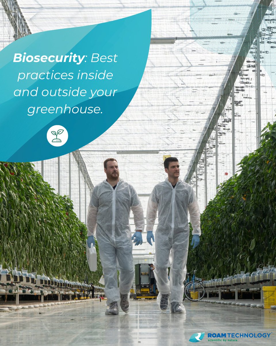 RoamTechnology's tweet image. Effective greenhouse biosecurity is all about control and prevention. We&apos;ve listed some of the best practices to strenghten your biosecurity on the inside and on the outside of your greenhouse. 

Read our tips here: lnkd.in/eXMpCHag